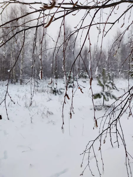 Jeżyna Zwyczajna Śniegu Tło Zimowe — Zdjęcie stockowe