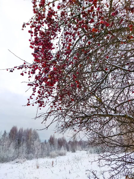 Häufige Schneebeerenpflanze Auf Schnee Winterhintergrund — Stockfoto