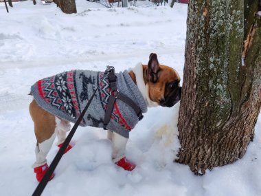 Fransız Bulldog 'u kışın kalın kazak giyer.