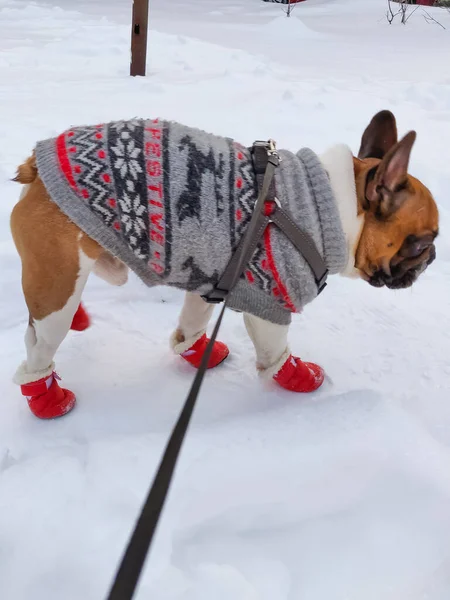 Cane Bulldog Francese Inverno Indossa Maglione Caldo — Foto Stock