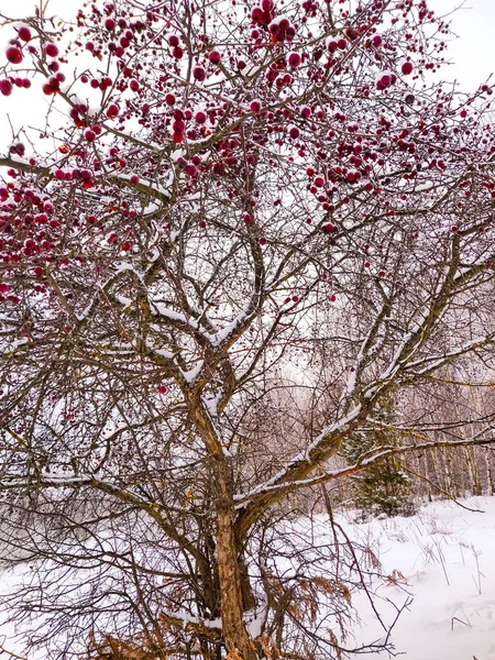 Снег Красных Яблоках Висит Ветвях Деревьев Холодной Зимой — стоковое фото
