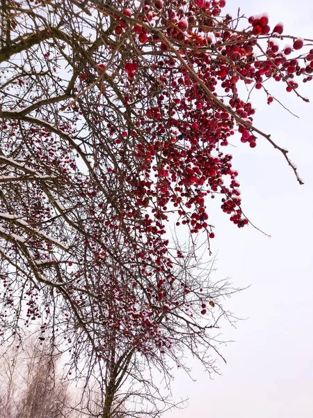 Nieve Manzanas Rojas Colgando Ramas Árboles Invierno Frío — Foto de Stock