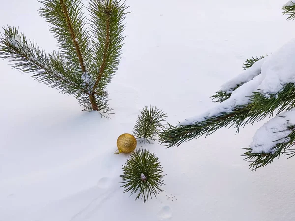 五彩斑斓的气球挂在雪松枝上 — 图库照片