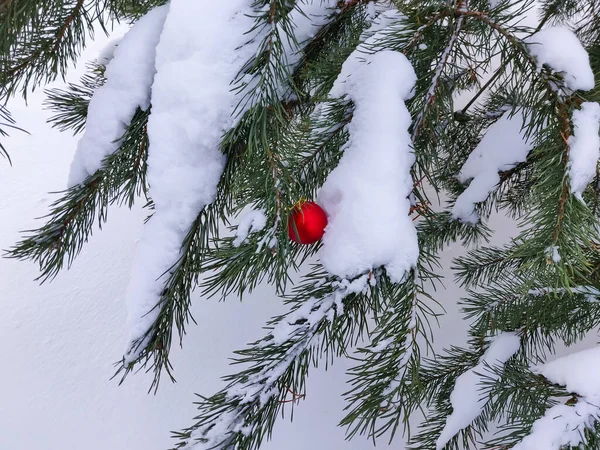 Balões Coloridos Pendurar Ramo Pinho Nevado — Fotografia de Stock