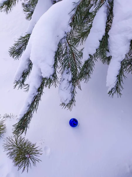 Kolorowe Balony Wiszą Śnieżnej Gałęzi Sosny — Zdjęcie stockowe
