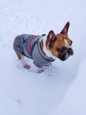 Fransız Bulldog 'u kışın sıcak tulum giyer.