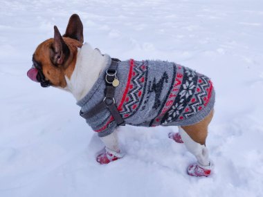 Fransız Bulldog 'u kışın sıcak tulum giyer.