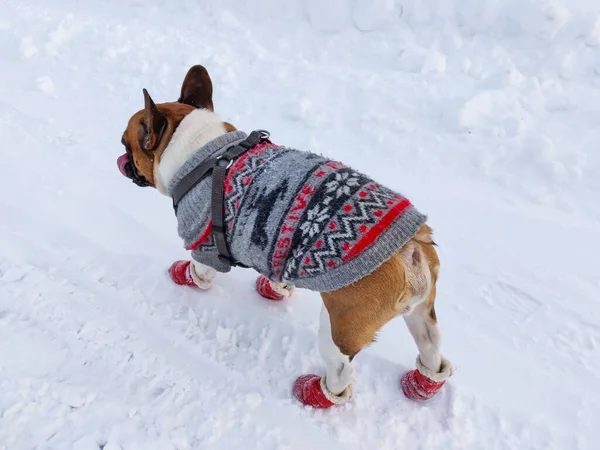Cane Bulldog Francese Inverno Indossa Tuta Calda — Foto Stock
