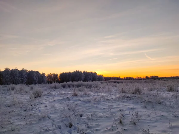 Piante Innevate Rami Albero Inverno Rurale Paesaggio Naturale — Foto Stock