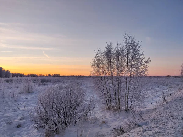 Hóval Borított Növények Faágak Téli Vidéki Természeti Táj — Stock Fotó