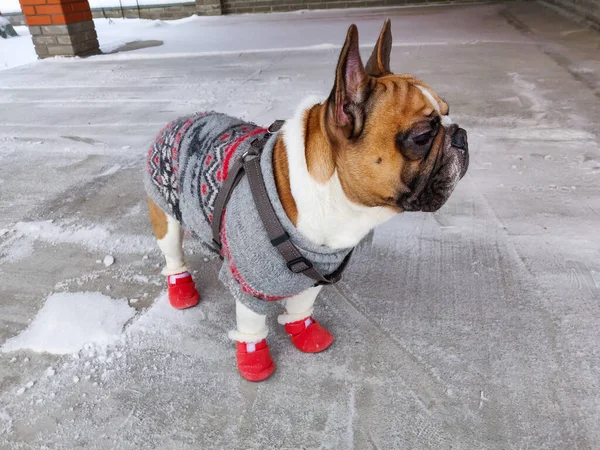 Französische Bulldogge Winter Warmen Overalls — Stockfoto