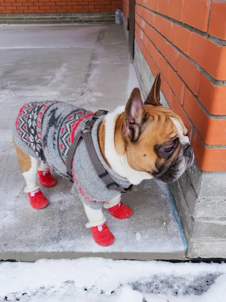 Buldogue Francês Inverno Usando Macacão Quente — Fotografia de Stock