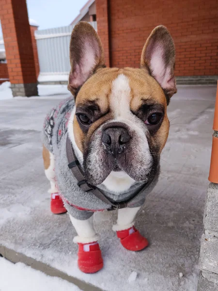 Cane Bulldog Francese Inverno Indossa Tuta Calda — Foto Stock