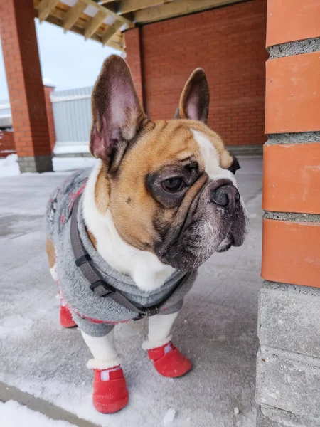 Cane Bulldog Francese Inverno Indossa Tuta Calda — Foto Stock