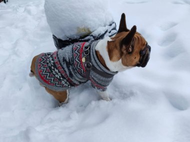 Fransız Bulldog 'u kışın sıcak tulum giyer.