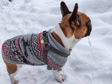 Fransız Bulldog 'u kışın sıcak tulum giyer.