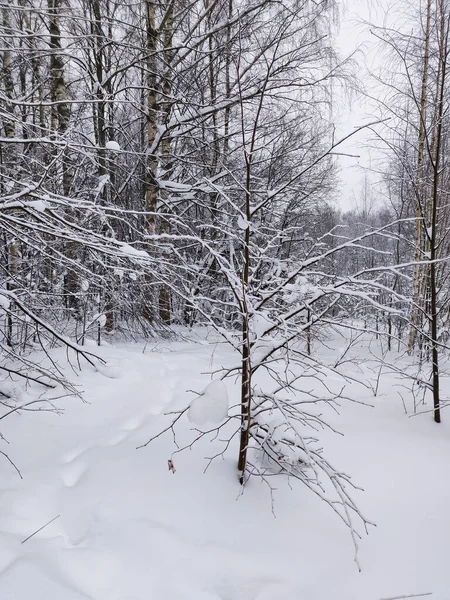 Plantas Cubiertas Nieve Ramas Árboles Paisaje Natural Rural Invierno — Foto de Stock