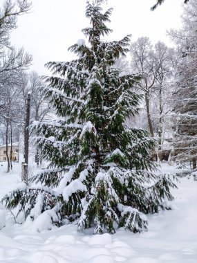 Kış mevsiminde kar üzerinde kırsal engebeli yollar. Rus kırsal arazisi.