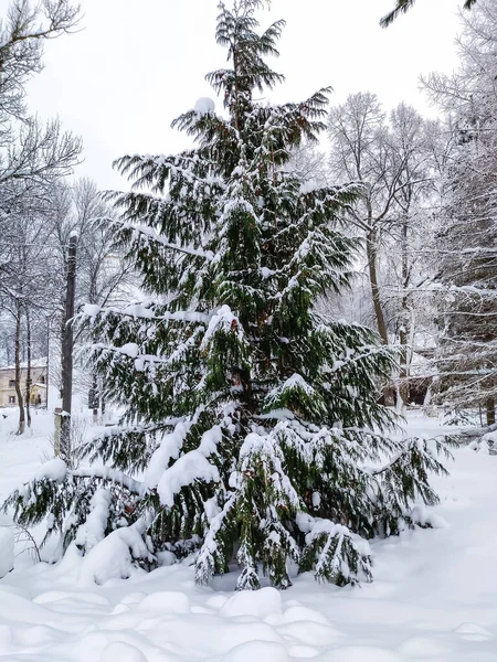 Kış mevsiminde kar üzerinde kırsal engebeli yollar. Rus kırsal arazisi.