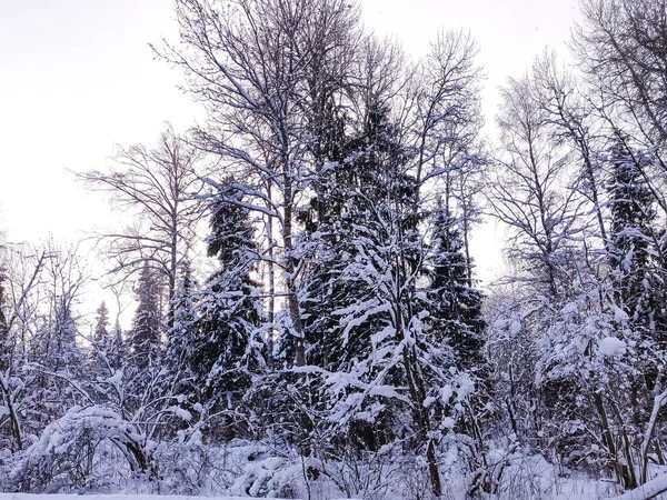 Rośliny Pokryte Śniegiem Gałęzie Drzew Zimowy Krajobraz Wiejski — Zdjęcie stockowe