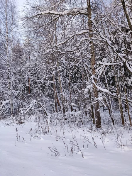 Snow Covered Plants Tree Branches Winter Rural Natural Landscape — Stock Photo, Image