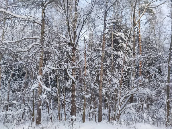 Rośliny Pokryte Śniegiem Gałęzie Drzew Zimowy Krajobraz Wiejski — Zdjęcie stockowe