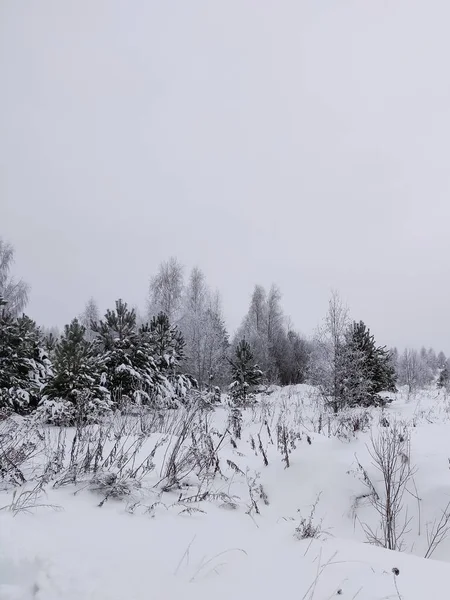 Snow Covered Plants Tree Branches Winter Rural Natural Landscape — Stock Photo, Image