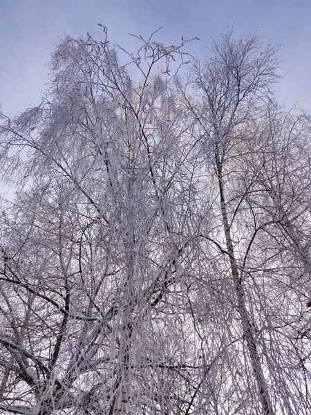 Neve Plantas Cobertas Galhos Árvores Inverno Paisagem Natural Rural — Fotografia de Stock