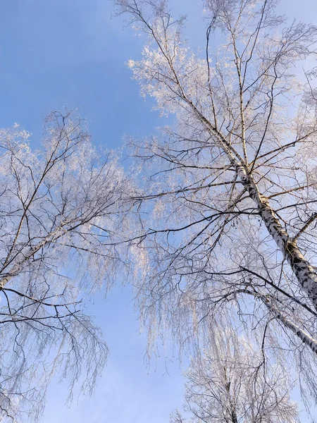 雪覆盖着植物和树枝 冬季乡村自然景观 — 图库照片