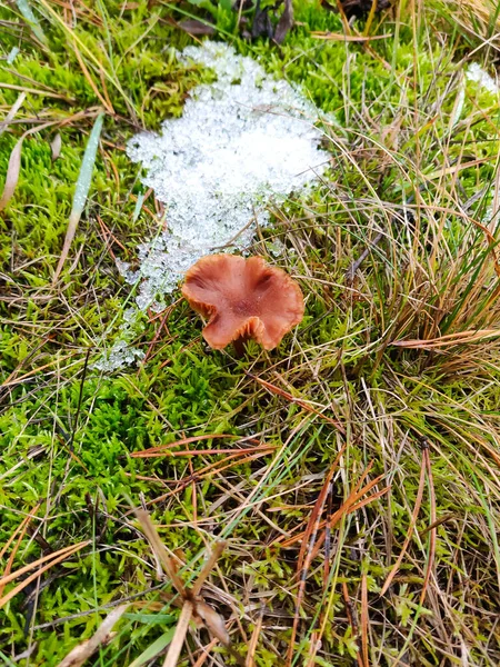 Oude Bevroren Paddenstoelen Groeien Mos — Stockfoto