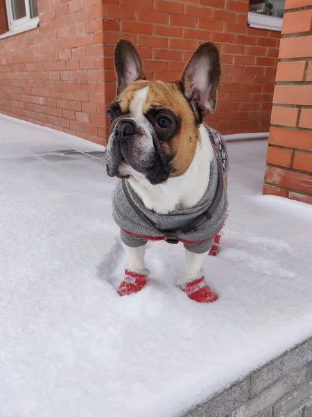 Französische Bulldogge Winter Warmen Overalls — Stockfoto