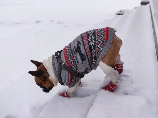 Französische Bulldogge Winter Warmen Overalls — Stockfoto