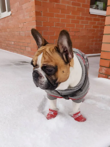 Fransız Bulldog Kışın Sıcak Tulum Giyer — Stok fotoğraf