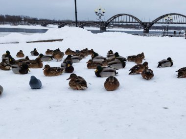 Ördekler ve güvercinler nehir kıyısındaki karda otururlar.