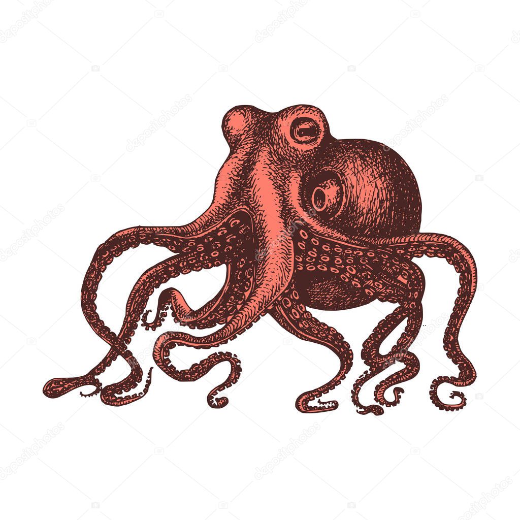 Octopus, vintage image. Mollusk sketch in vector.