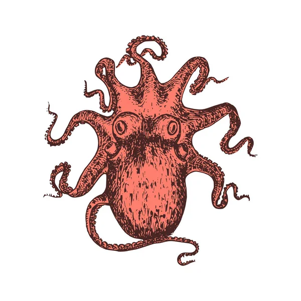 Octopus, imagem vintage. Esboço de molusco em vector. — Vetor de Stock