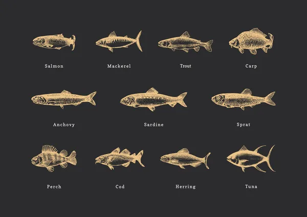 鱼，用向量收集的古董。绘图集. — 图库矢量图片