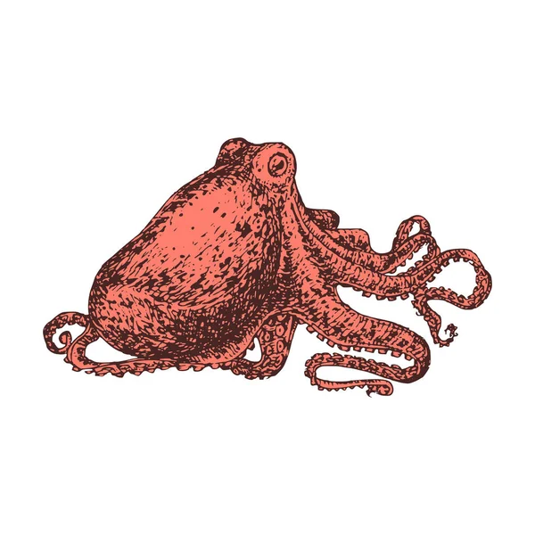 Pieuvre rouge, illustration en couleur. Croquis en vecteur. — Image vectorielle
