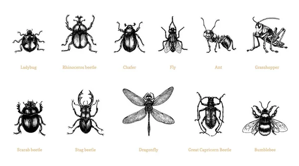 Insekten, gezeichnet. Käfersammlung im Vektor. — Stockvektor