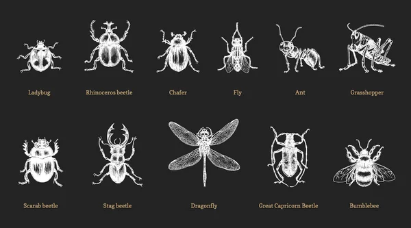 Käfer, gezeichnet. Insektensammlung im Vektor. — Stockvektor