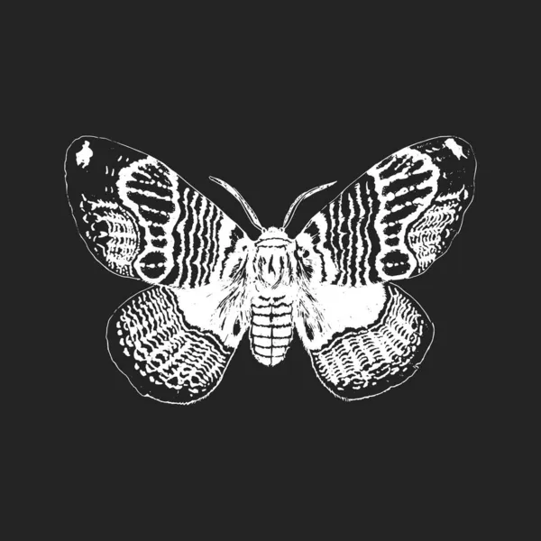 Moth, ručně kreslený náčrt na černém pozadí. — Stockový vektor