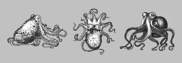 Esboços vintage Octopus. Molusco definido no vetor. —  Vetores de Stock