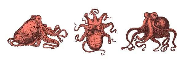 Красный осьминог, иллюстрации. Моллюски, установленные в векторах — стоковый вектор