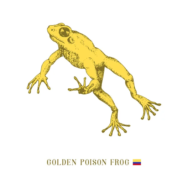 Goldener Giftfrosch im Sprung. Krötenvektorskizze. — Stockvektor