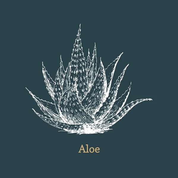 Aloe Vera, croquis vectoriel. Herbe cosmétique bio. — Image vectorielle