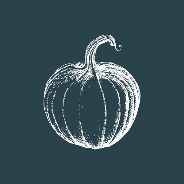 Calabaza Ilustración Vectorial Fruto Dibujado Mano Sobre Fondo Oscuro Bosquejo — Archivo Imágenes Vectoriales