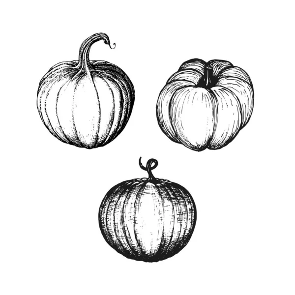 Calabazas en vector. Bosquejo de calabaza dibujado a mano. — Archivo Imágenes Vectoriales