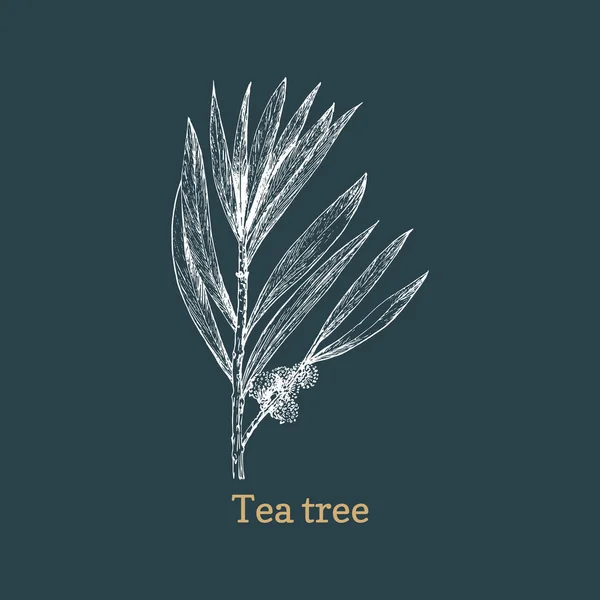 Thé, croquis en vecteur. Melaleuca, plante pharyngée — Image vectorielle