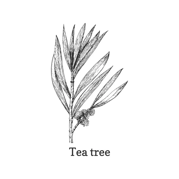 Tea tree, sketch in vector. Melaleuca, pharm plant — Stock Vector