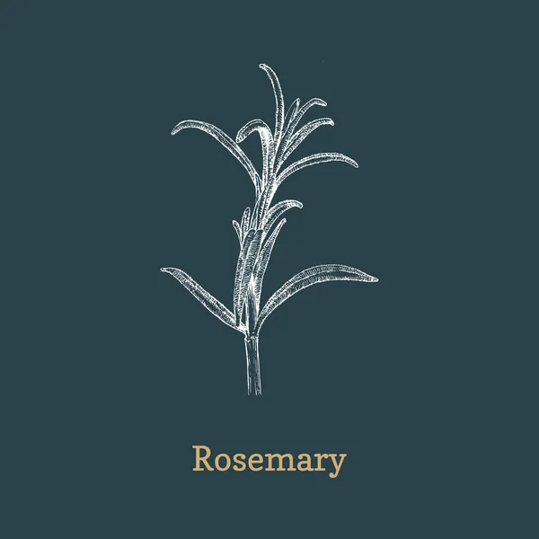 Rosemary gren skiss i vektor, designelement. — Stock vektor